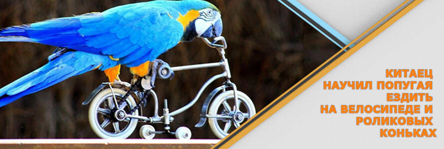 Попугай научился самостоятельно кататься на велосипеде и роликовых коньках