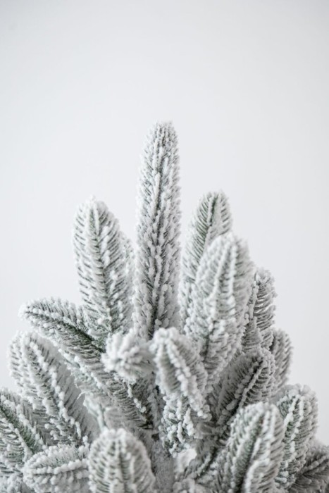 Лапландская елка в горшке, заснеженная