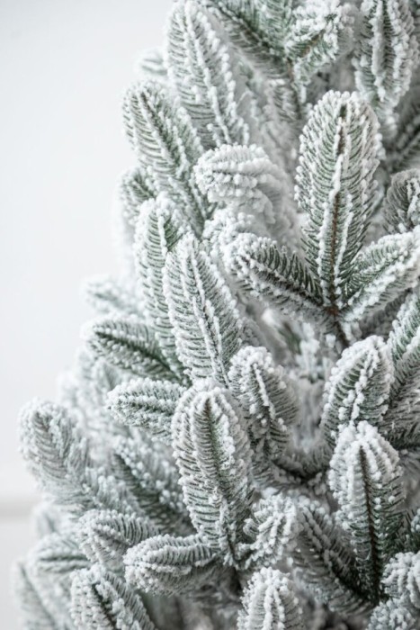 Лапландская елка в горшке, заснеженная