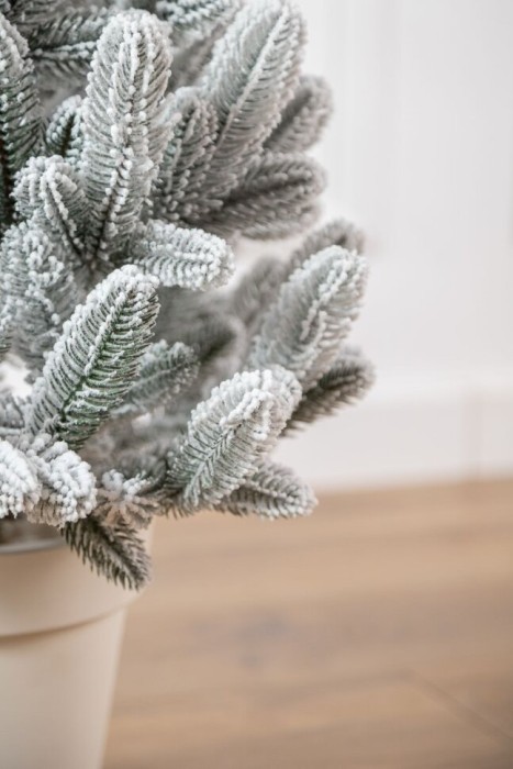 Лапландская елка в горшке, заснеженная