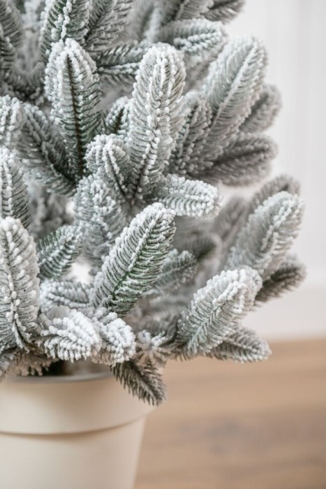 Лапландская елка в горшке, заснеженная