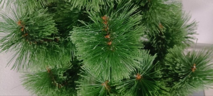 Сосна Распушенная в горшке зеленая