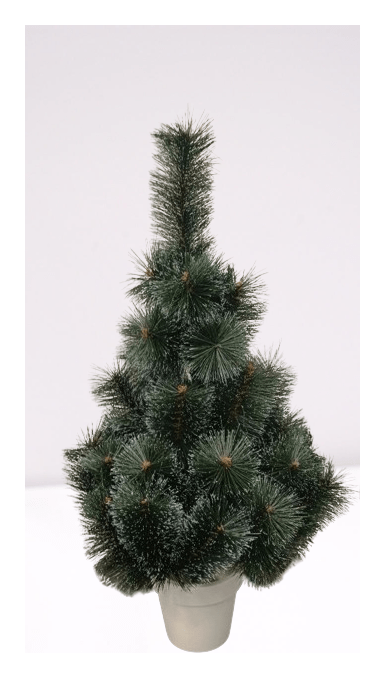 Сосна Распушенная в горшке зеленая