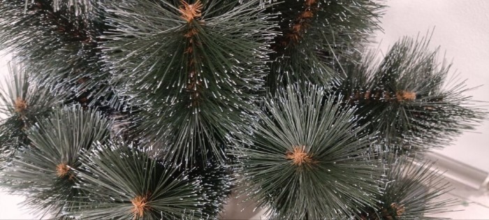 Сосна в горшке заснежена