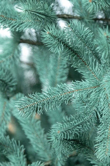 Елка литая "Президентская" Голубая