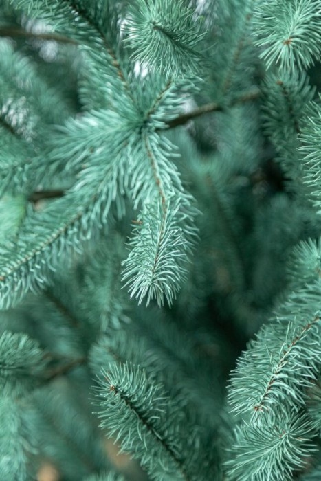 Елка литая "Президентская" Голубая