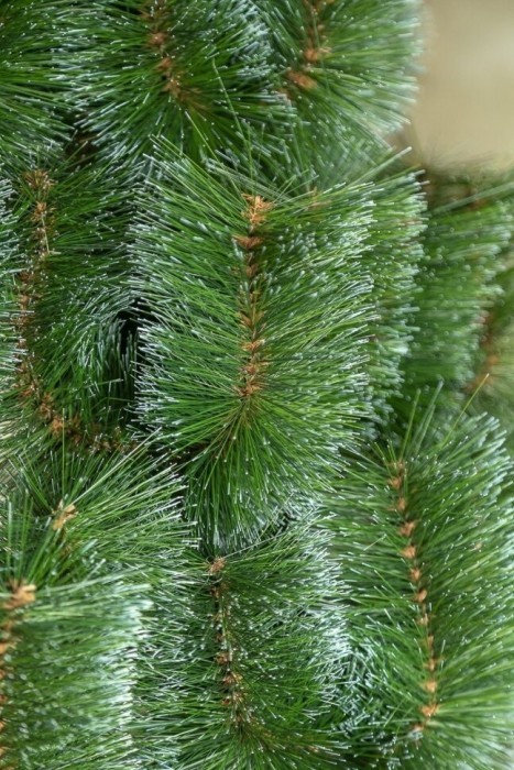 Сосна искусственная 
