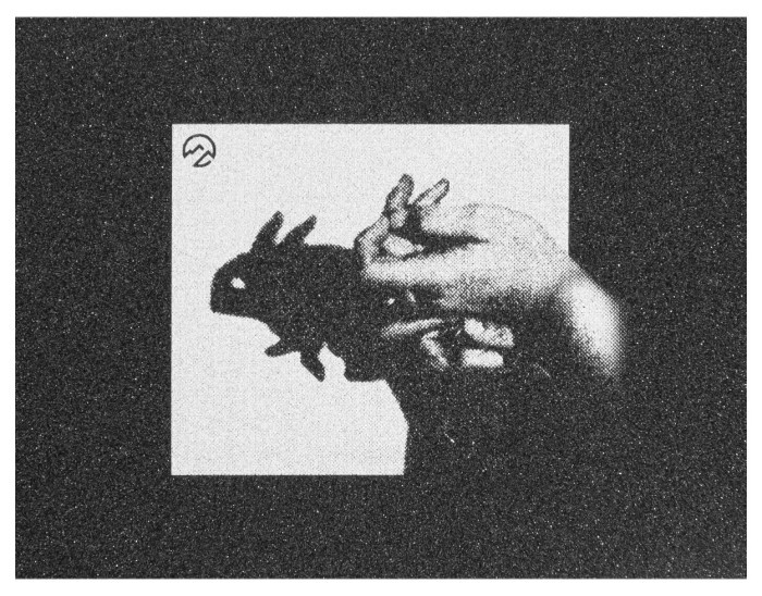 Наждак North Ryan Ruegg Pro