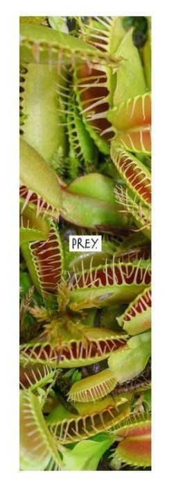 Наждак Prey Pro